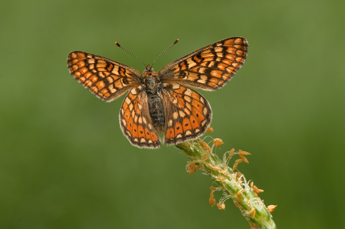 euphydryas aurinia ?